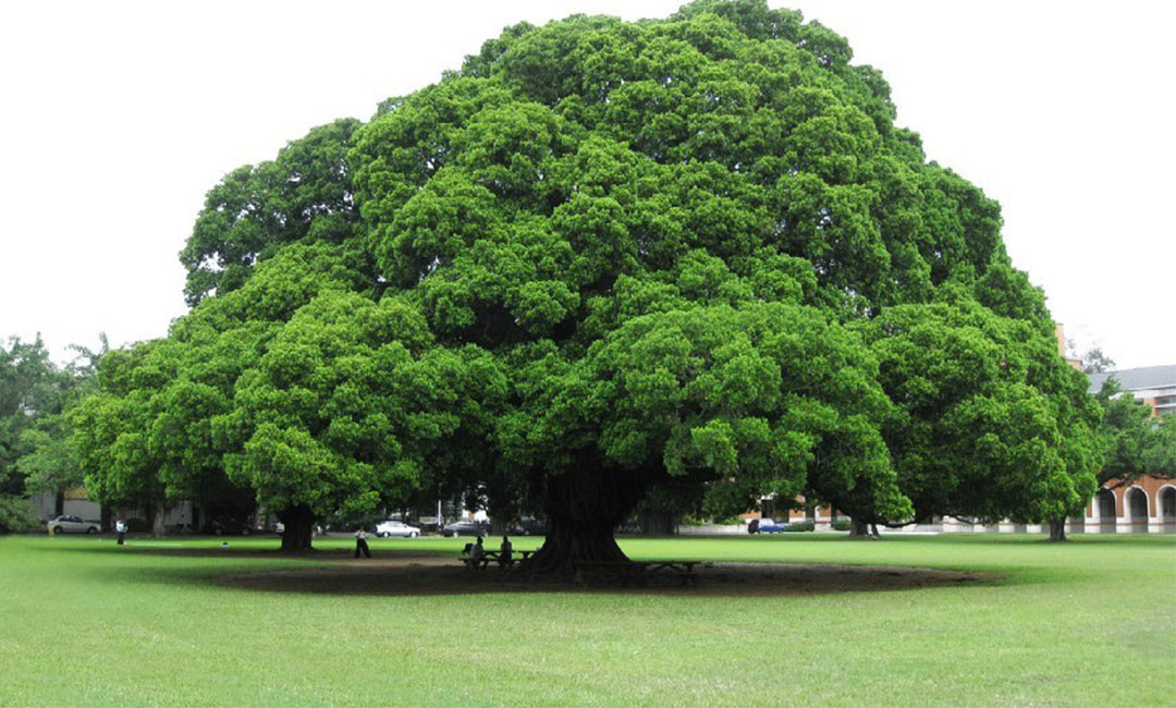 防城港金榕树服务号代运营案例